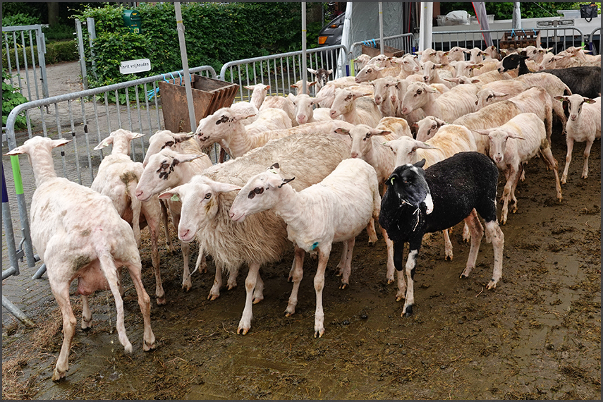 Bonte Schaap Festival, Rheden (08Jun25)
